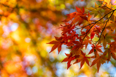 神戸市立森林植物園 紅葉 7