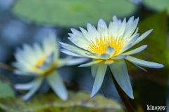 草津市立水生植物公園 4