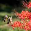 彼岸花とアゲハ蝶 8