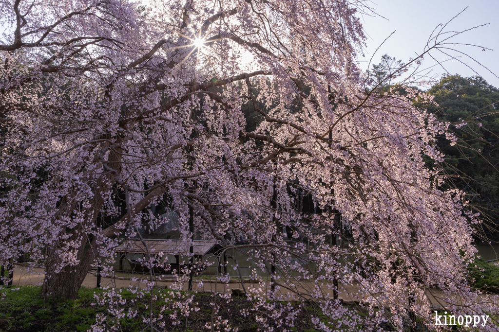 曹源寺 しだれ桜 4