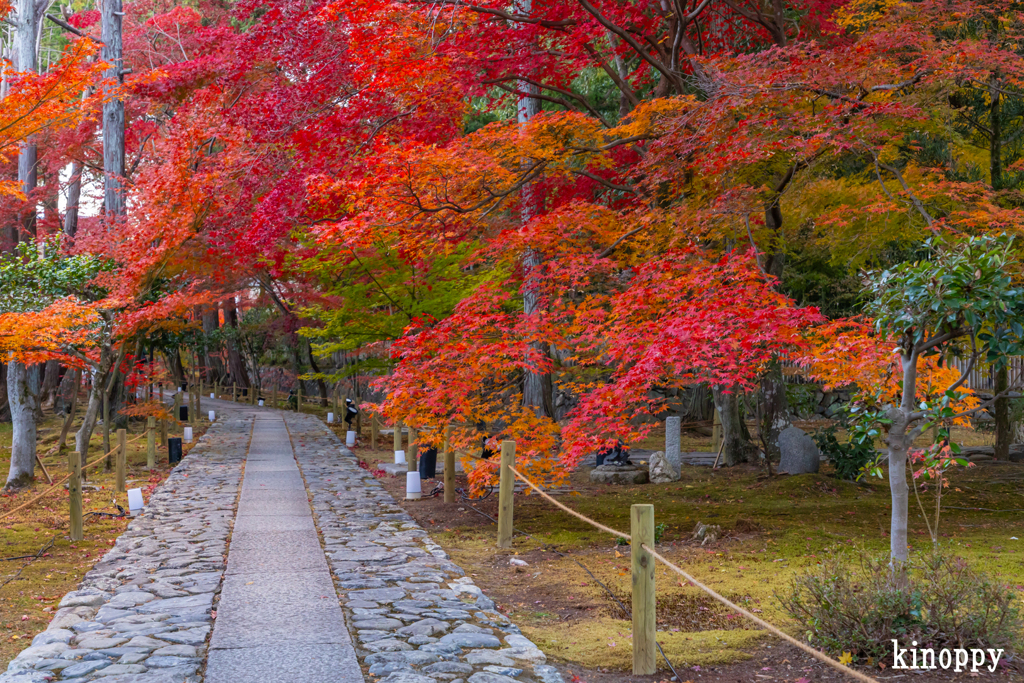 鹿王院 紅葉 4