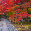 鹿王院 紅葉 4