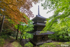 高源寺 新緑