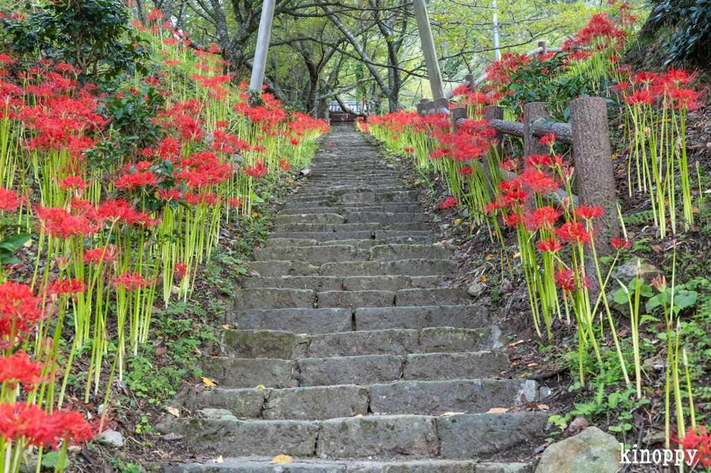 佛隆寺 彼岸花