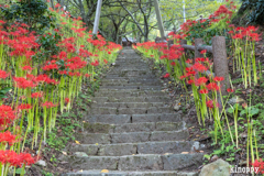 佛隆寺 彼岸花