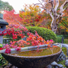 圓光寺 紅葉 4