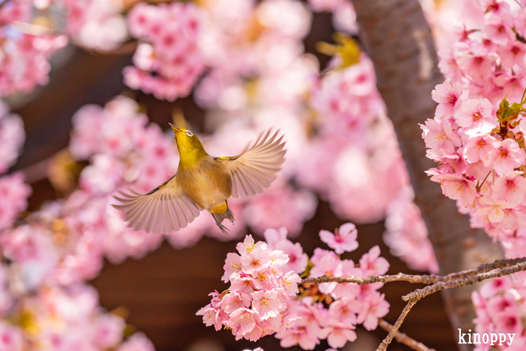 児島湖 河津桜 メジロ 5