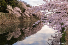 彦根城 桜 4
