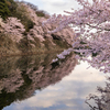 彦根城 桜 4