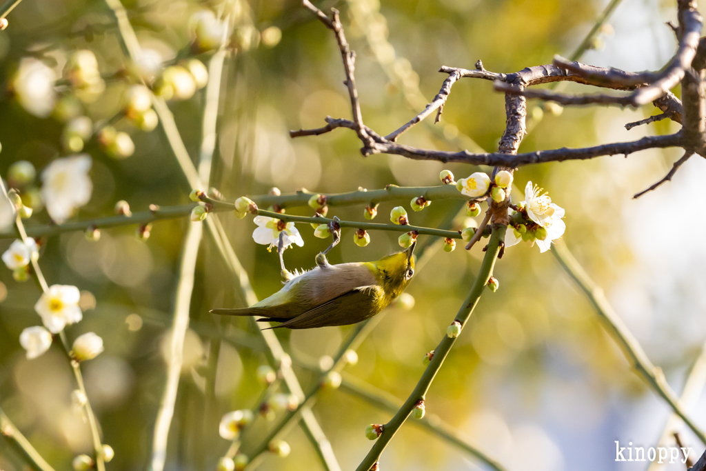 梅とメジロ 2