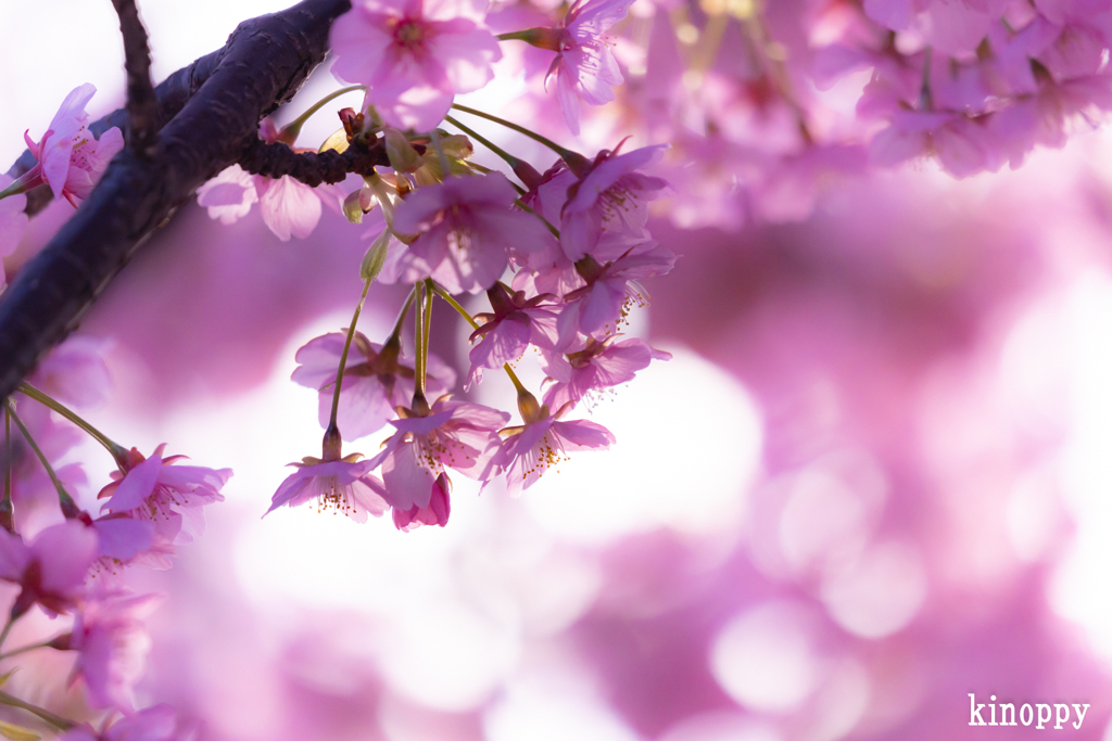 灘浜公園 河津桜 2