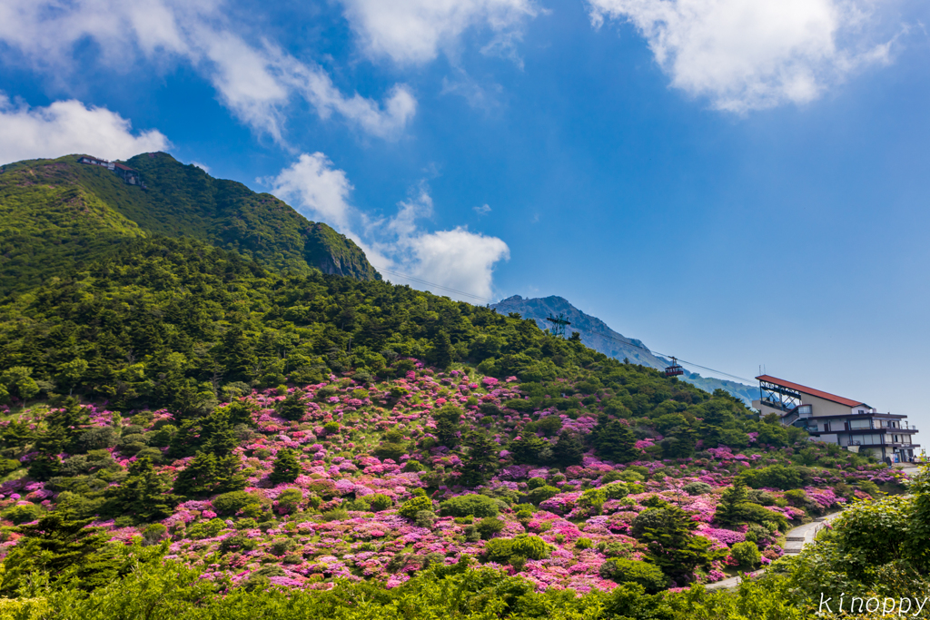 雲仙仁田峠 ミヤマキリシマ 3