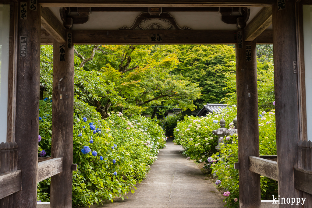 丹州観音寺 アジサイ 3