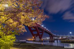 灘浜公園 河津桜