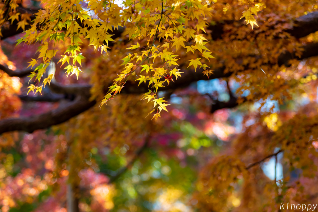 雷山千如寺大悲王院 紅葉 4