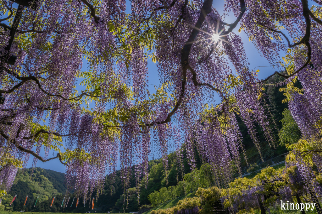 白井大町藤公園 5