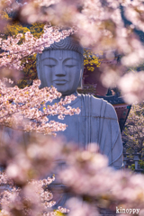 壷阪寺 桜大仏 7