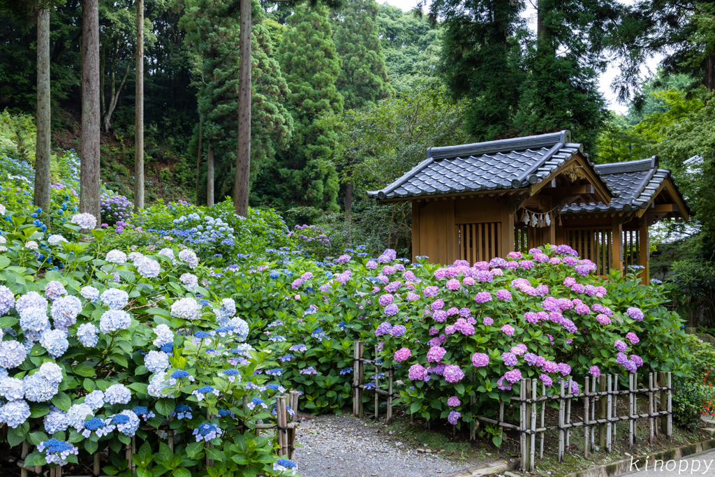 千光寺 アジサイ