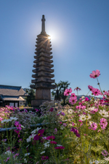 般若寺 コスモス 3