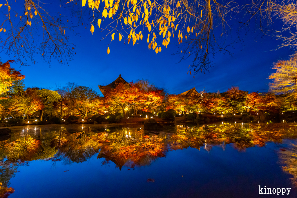 東寺 紅葉 ライトアップ 3