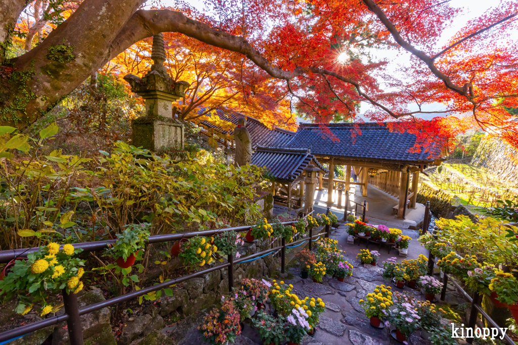 長谷寺 紅葉 5