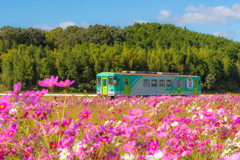 北条鉄道 コスモス 2