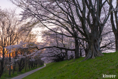 淀川河川公園背割堤 桜並木 4