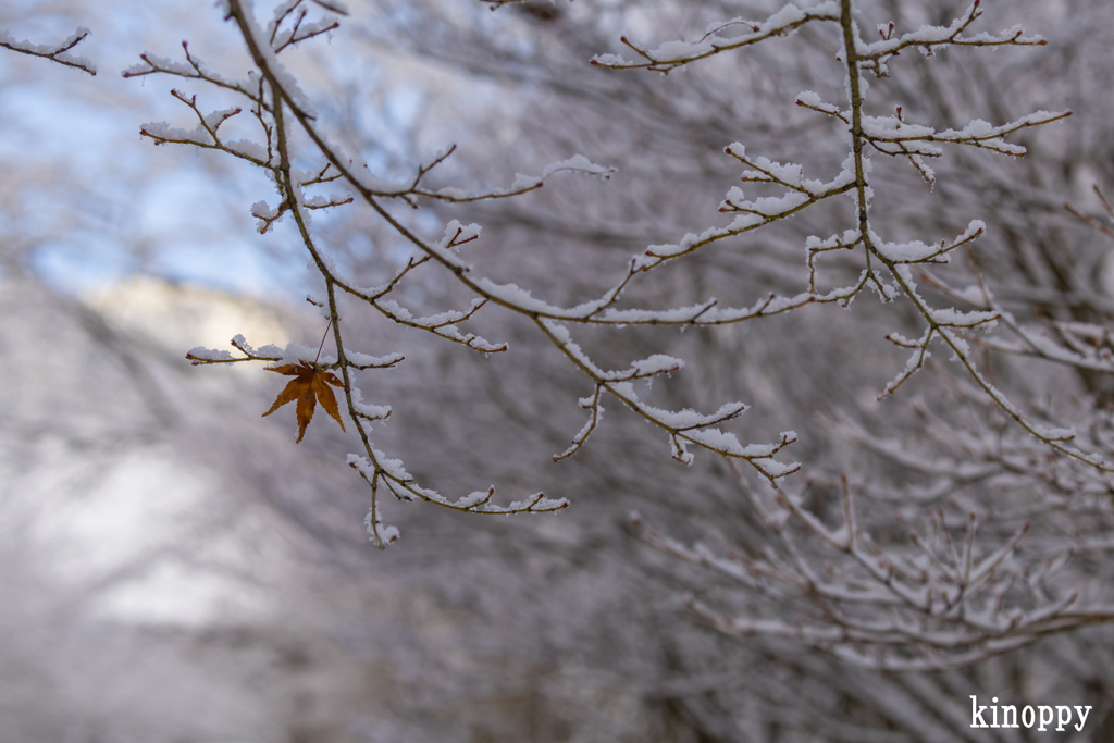 高源寺 雪景色 11