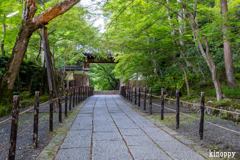 光明寺 新緑