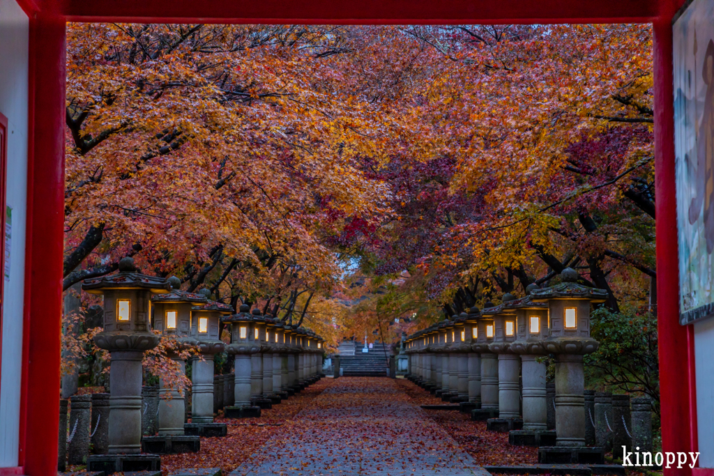 高山寺 紅葉 7
