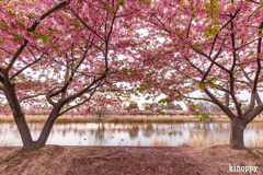 児島湖 河津桜 2
