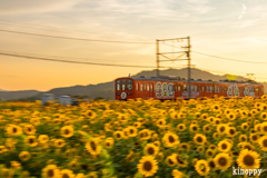 ひまわり畑 近江鉄道 夕景 3