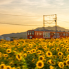 ひまわり畑 近江鉄道 夕景 3