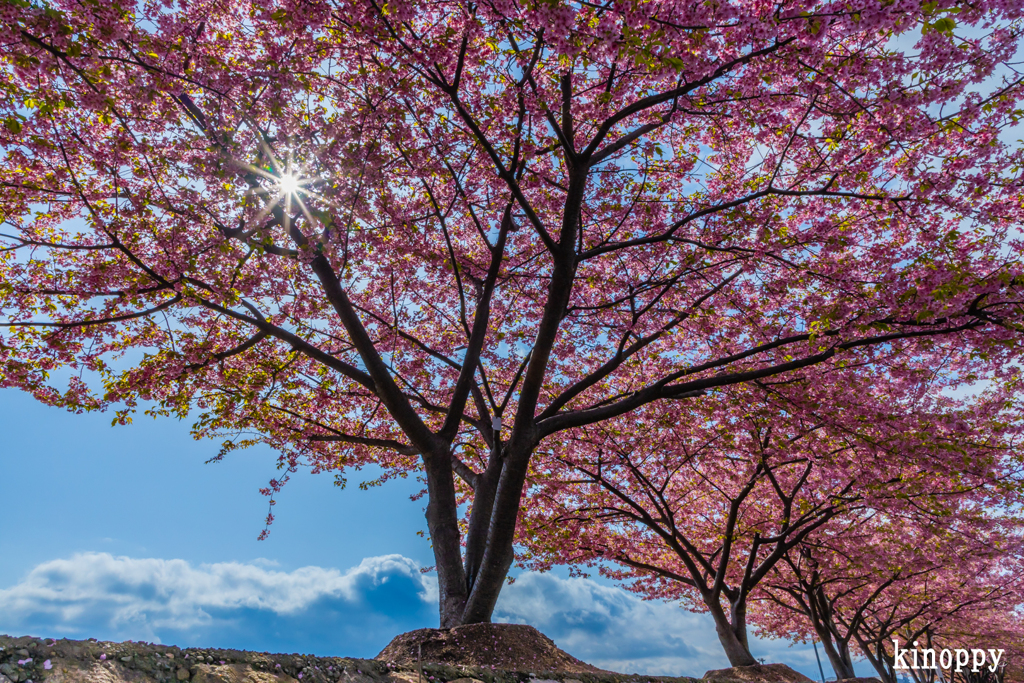 児島湖花回廊 河津桜 2