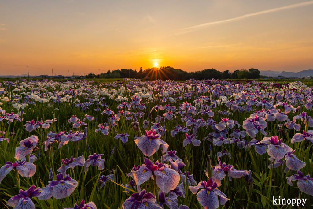 小さな菖蒲園 夕景