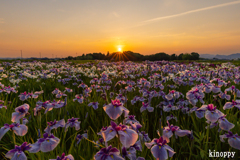 小さな菖蒲園 夕景