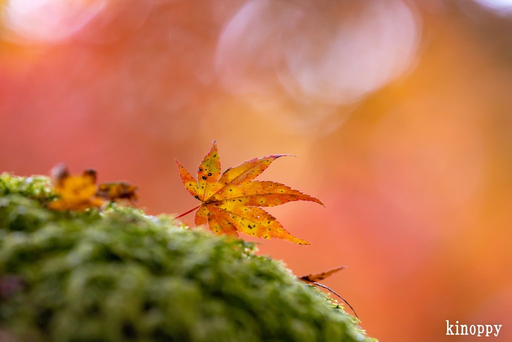 高源寺 紅葉 8