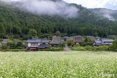 かやぶきの里 そば畑