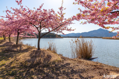 児島湖花回廊 河津桜 6