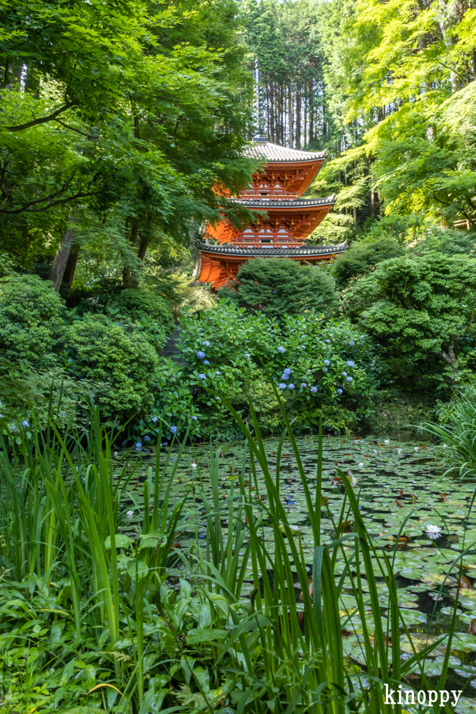 岩船寺 アジサイ 7