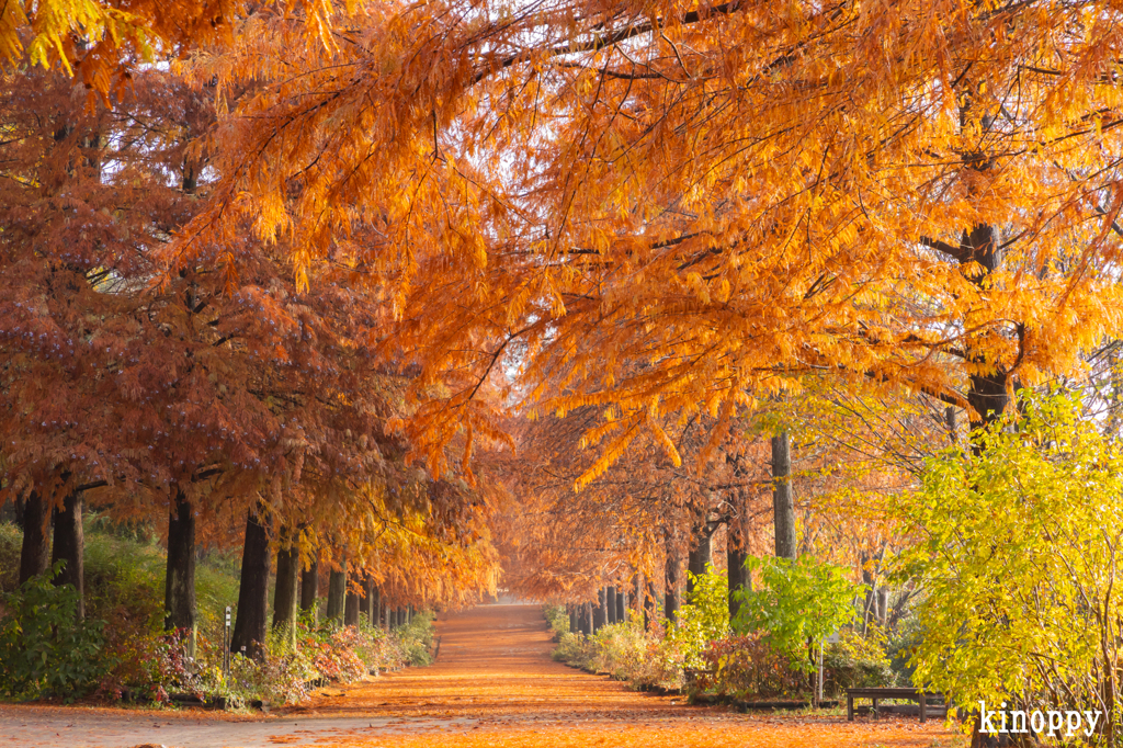 播磨中央公園 ラクショウ 4