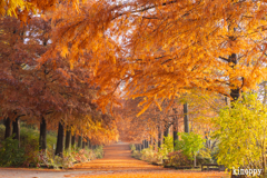 播磨中央公園 ラクショウ 4