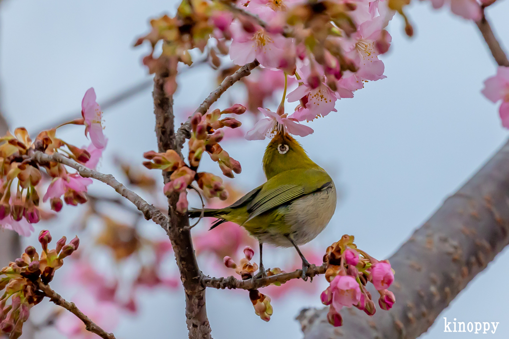 河津桜 メジロ 3