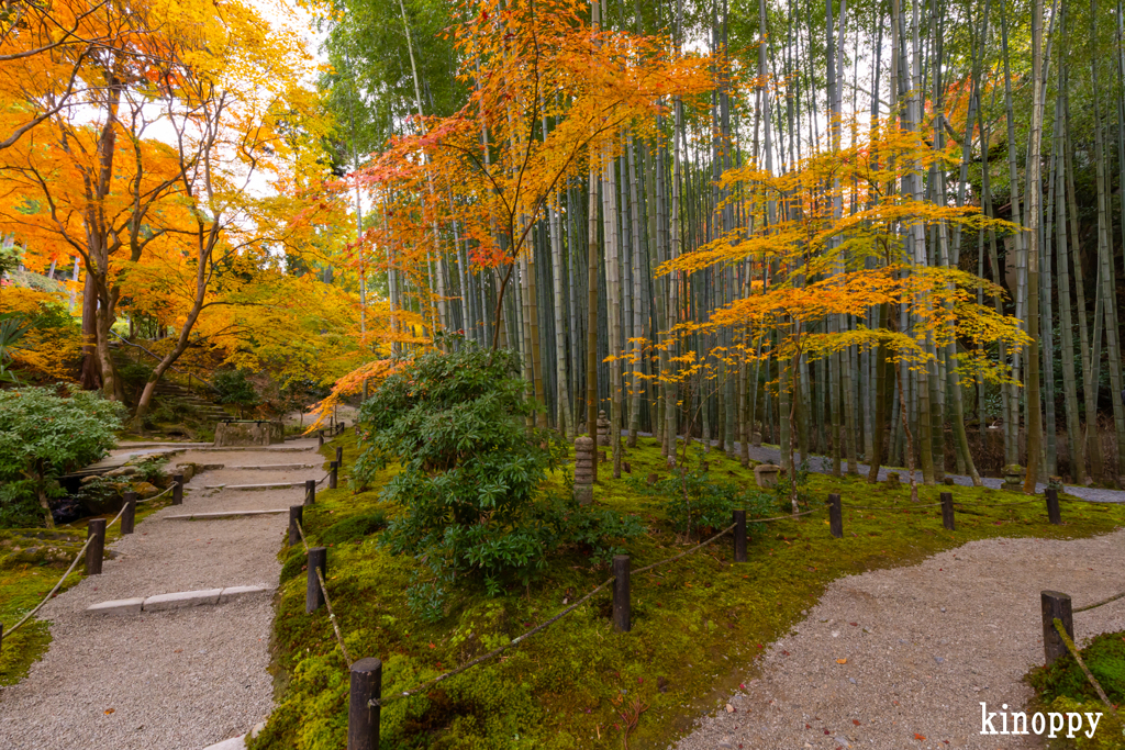 圓光寺 紅葉 8