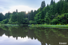 平池 カキツバタ