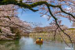 姫路城 桜 3