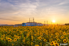 ひまわり畑 近江鉄道 夕景