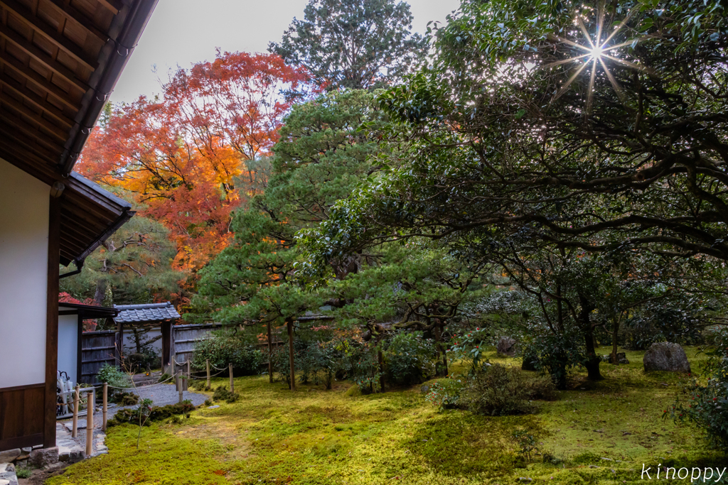 地蔵院 紅葉 5