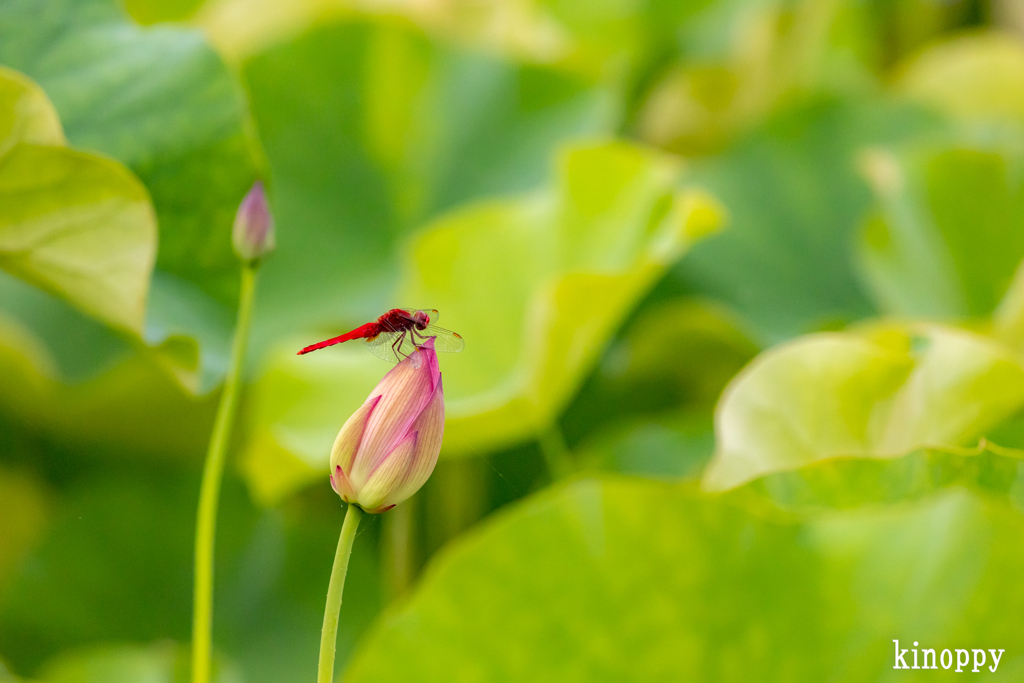 ヤマサ蒲鉾 蓮の花苑 7