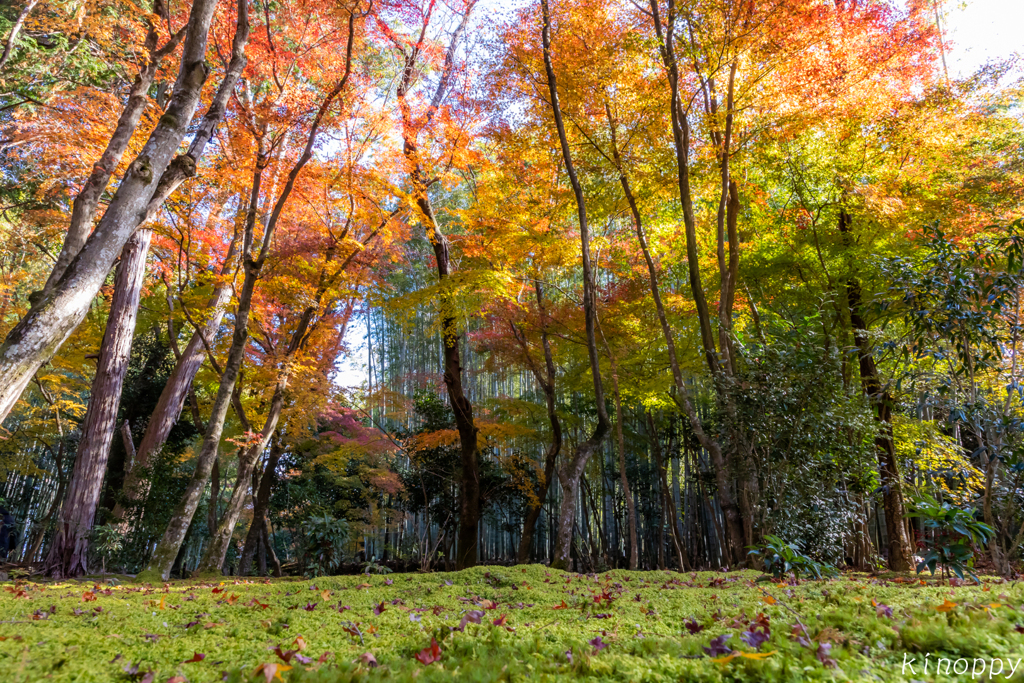 地蔵院 紅葉 7